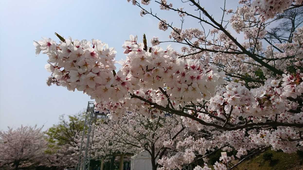 桜だより2018　中二日で２回目のお花見　山陽電車で須磨浦山上遊園へ